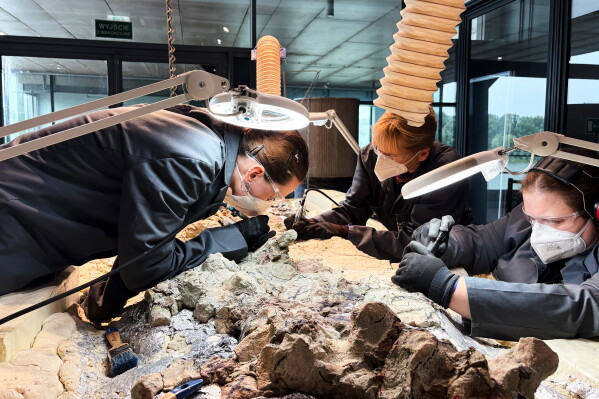 Under the watchful eye of scientists, volunteers clean the skeleton of a mastodonsaurus, a huge amphibian that walked the Earth 240 million years ago, at the Copernicus Science Center in Warsaw, Poland, Tuesday, July 21, 2026. (AP Photo/Claudia Ciobanu)