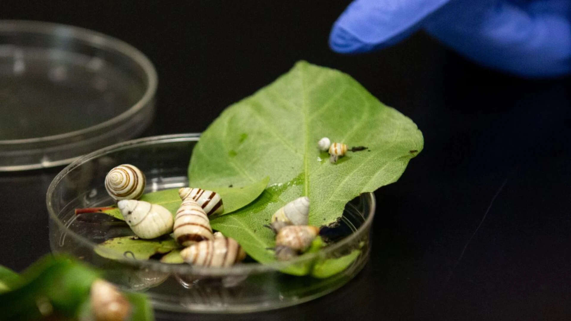 Sischo and his team were only able to find six remaining Achatinella fulgens in the wild. Now, in captivity, their population is slowly growing. -
