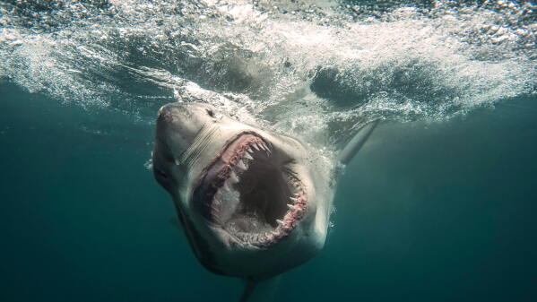 This image released by Discovery Channel shows a great white shark in a scene from the "Shark Week" special "Secrets of the Great White Kill." (Discovery Channel via AP)