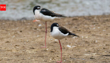 Hawaii had only 200 of these birds left. After 50 years of wetland restoration, more than 1,500 have returned
