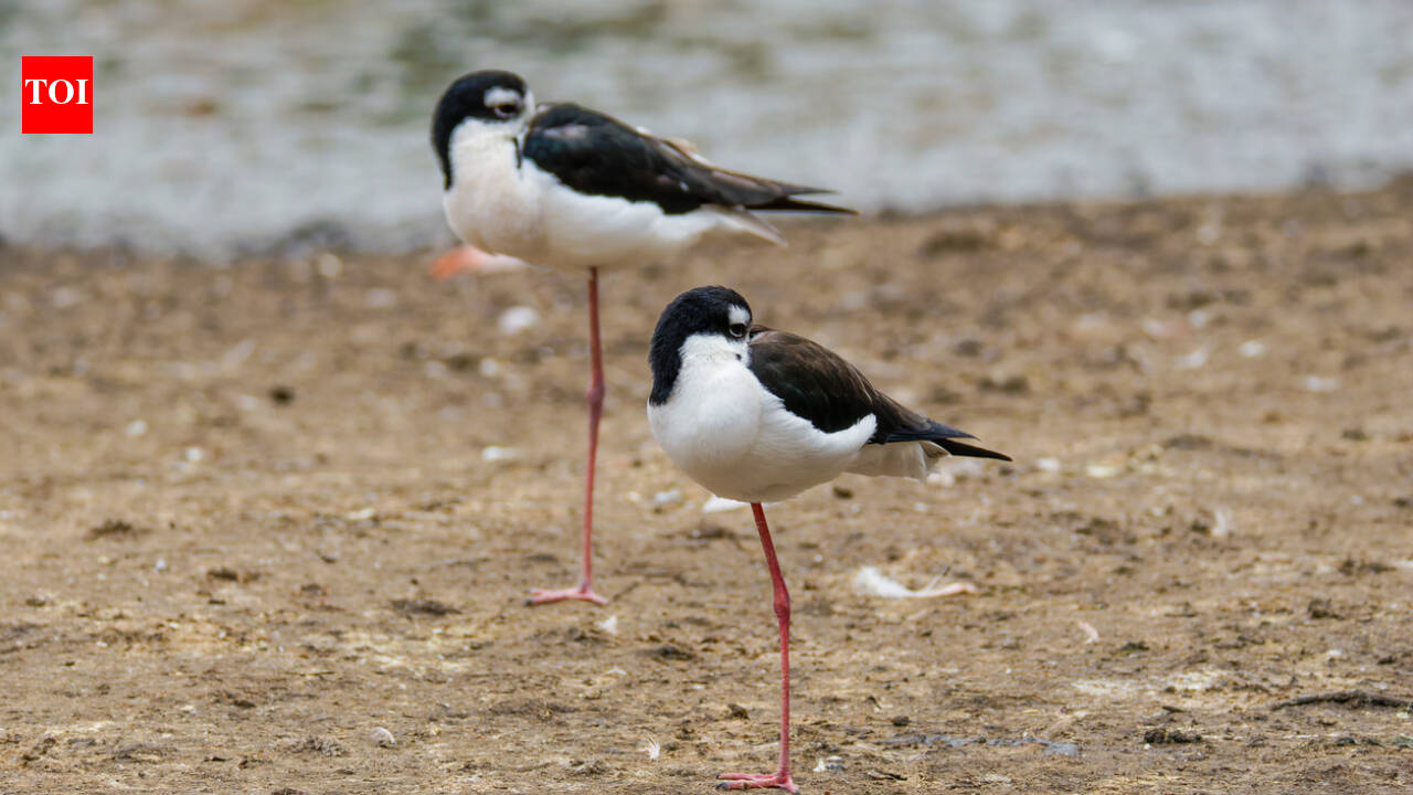 Hawaii had only 200 of these birds left. After 50 years of wetland restoration, more than 1,500 have returned