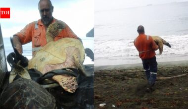 In 2015, two men bought live sea turtles from a Papua New Guinea food market and set them free instead of letting them become food | World News