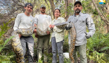 Florida scientists used female Burmese pythons as live lures to find invasive males in the Everglades, but 3 million camera-trap photos produced only four python detections