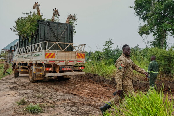 A truck carrying Nubian giraffes is parked as Uganda Wildlife Authority (UWA) rangers prepare for their translocation from Murchison Falls National Park to Ajai Wildlife Reserve northwestern Uganda, Tuesday, July 21, 2026. (AP Photo/Hajarah Nalwadda)