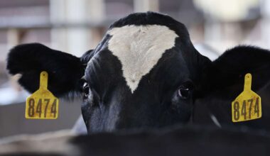 Avian flu impacting milk production at Weber County dairies, officials declare emergency
