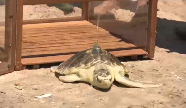 Sea turtle named Pancake returned to the shores of Coney Island after being nursed back to health by marine biologists