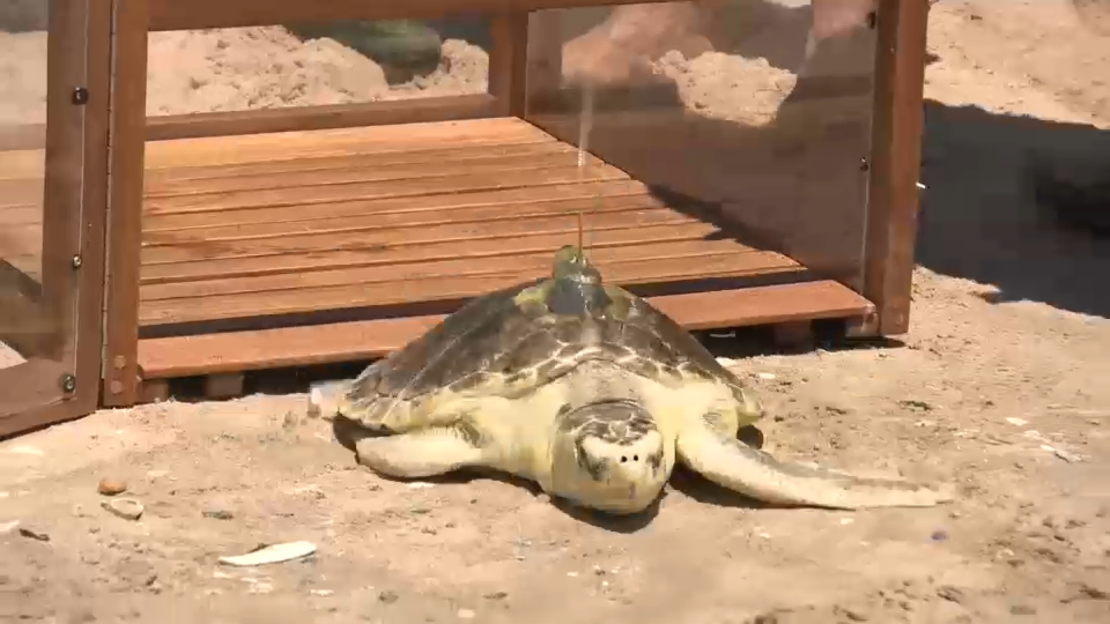 Sea turtle named Pancake returned to the shores of Coney Island after being nursed back to health by marine biologists