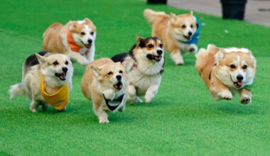 AI Startup Corgi Fundraises Yet Again, At $4 Billion Valuation