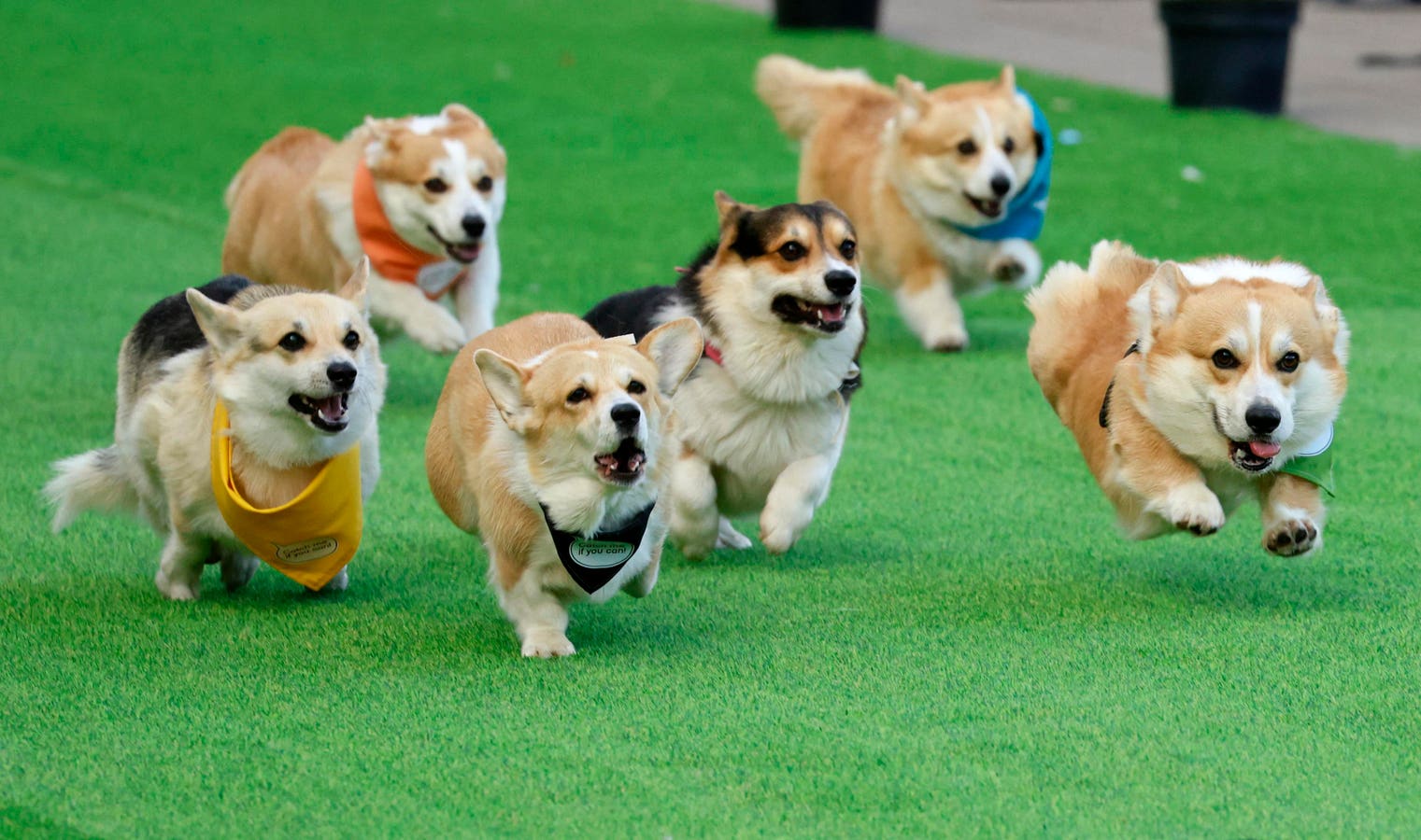 AI Startup Corgi Fundraises Yet Again, At $4 Billion Valuation