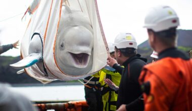 World's biggest marine mammal rescue begins in Canada as 30 beluga whales are relocated from shuttered Marineland after euthanasia fears | World News