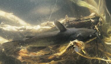 First-known freshwater contagious cancer spreading among catfish in this lake