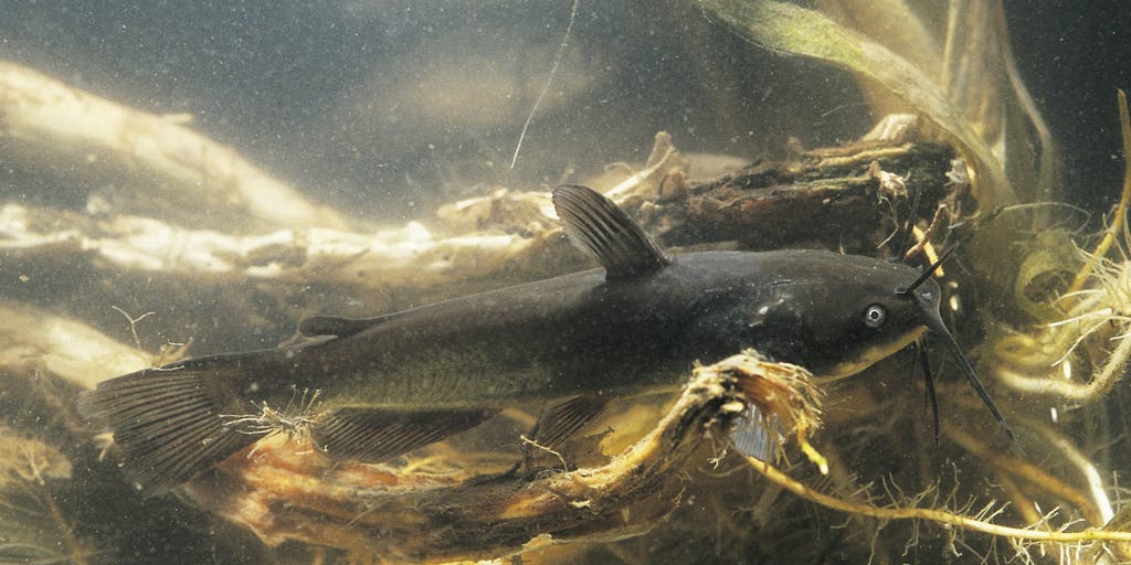 First-known freshwater contagious cancer spreading among catfish in this lake
