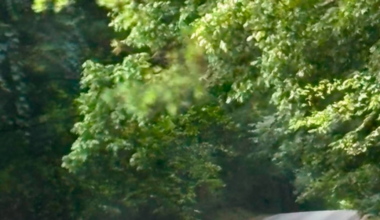 Another black bear sighting in west Tennessee