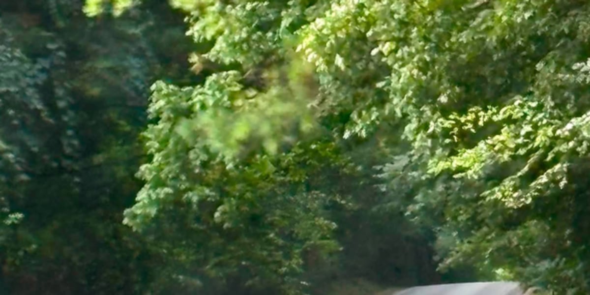 Another black bear sighting in west Tennessee