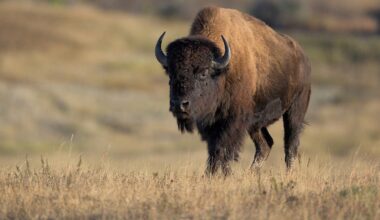 Viral video shows massive bison popping tourist vehicle's tire in Yellowstone National Park