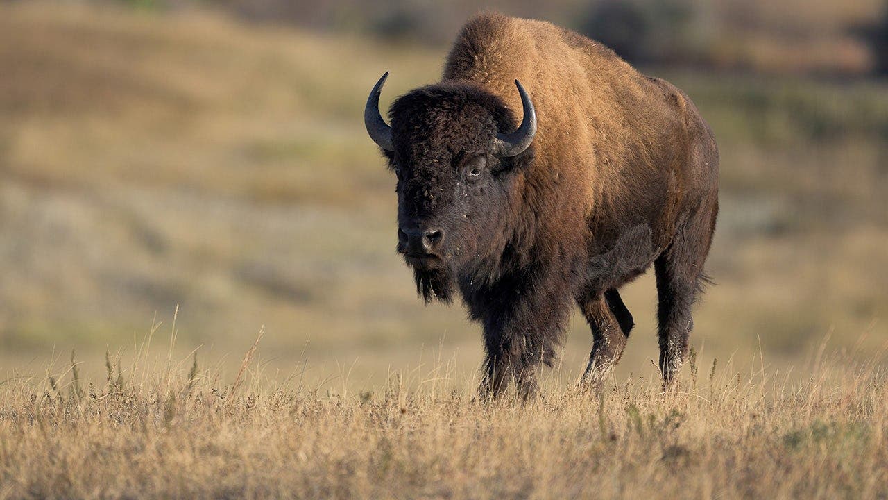 Viral video shows massive bison popping tourist vehicle's tire in Yellowstone National Park