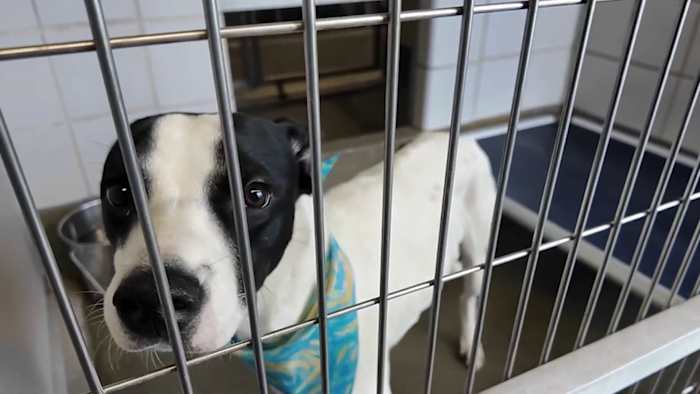 Animal Care Services says shelter over capacity with 550+ animals, urges community to adopt or foster