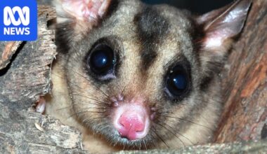Mahogany glider advocate says endangered animals are in 'fight' for funding