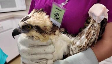 Burned osprey found after Blue Origin explosion raises concerns about launches, wildlife