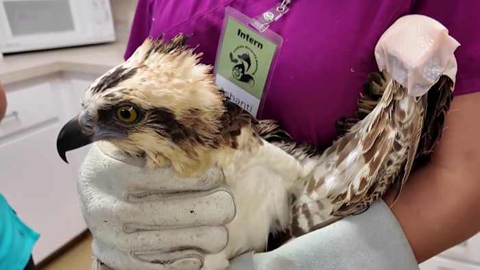 Burned osprey found after Blue Origin explosion raises concerns about launches, wildlife