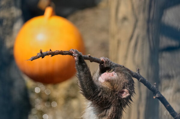 Punch, a young Japanese macaque, plays at Ichikawa City Zoological and Botanical Garden in Ichikawa, east of Tokyo, Thursday, July 23, 2026. (AP Photo/Eugene Hoshiko)