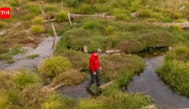 Conservationists filled in 1.2km of a man-made river channel and allowed the water to spread naturally; the new Somerset wetland is now attracting rare wildlife