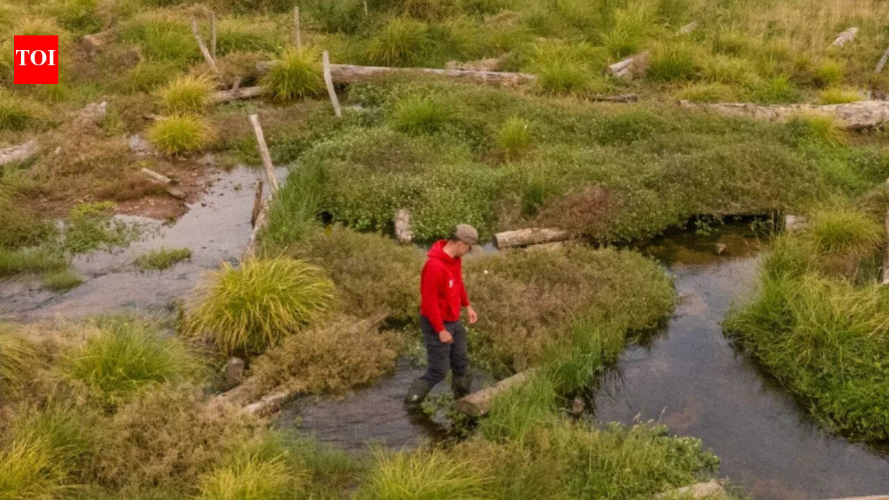 Conservationists filled in 1.2km of a man-made river channel and allowed the water to spread naturally; the new Somerset wetland is now attracting rare wildlife