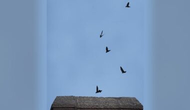 Winnipeg couple becomes unwitting hosts to 'musical roommates' as threatened chimney swifts move in