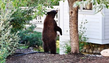 Lake Tahoe black bears break into homes, costing owners thousands of dollars