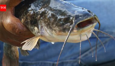 World's first transmissible cancer in a freshwater fish discovered: What scientists know about this rare melanoma |