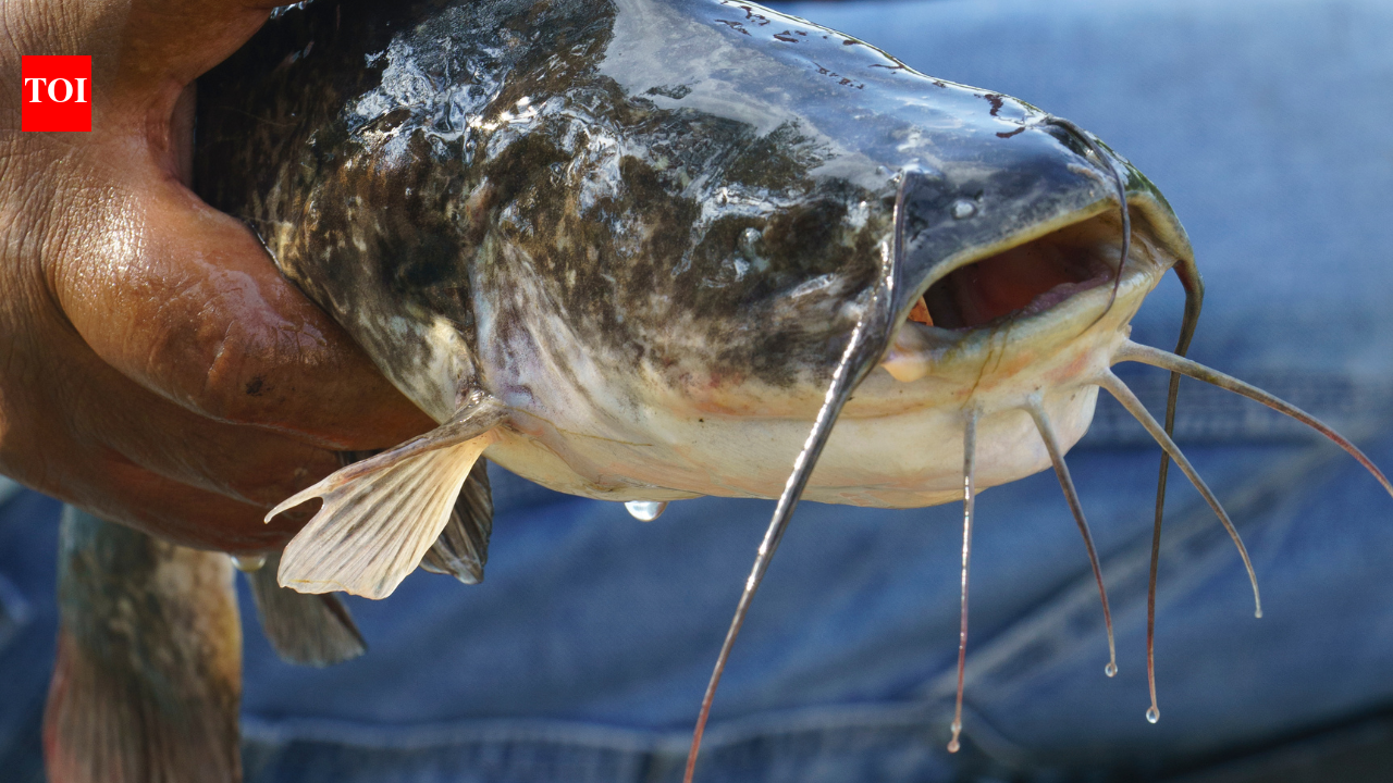 World's first transmissible cancer in a freshwater fish discovered: What scientists know about this rare melanoma |