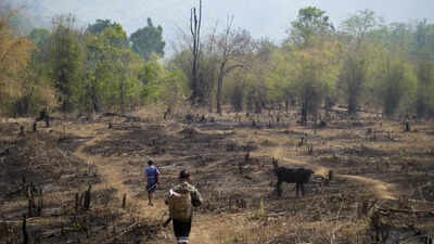 Slash-and-burn farming was blamed for destroying rainforests, but a study of 18,000 forest patches found community rules can limit clearing and allow trees to return