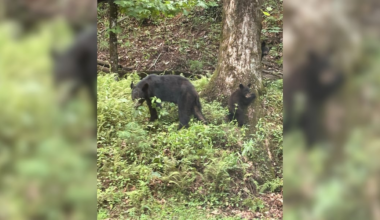 Family spots bear, 2 cubs near state park in Greenville County