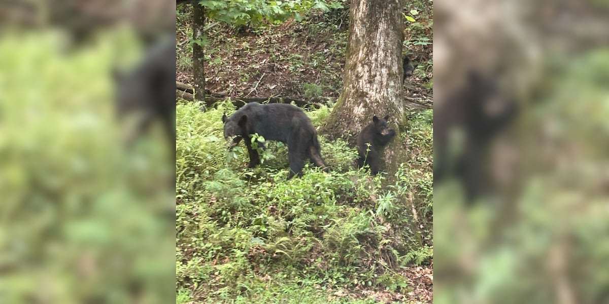 Family spots bear, 2 cubs near state park in Greenville County