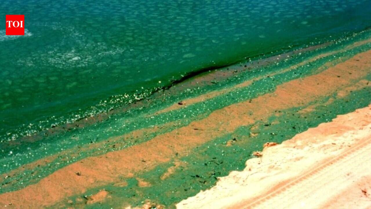 Australia's Devastating Algal Bloom: Millions of Marine Lives Affected | World News