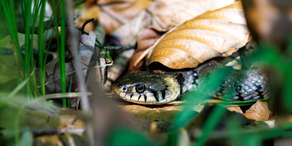 Ancient secrets unlocked of hidden underground from exceptionally preserved snake fossil with skull intact