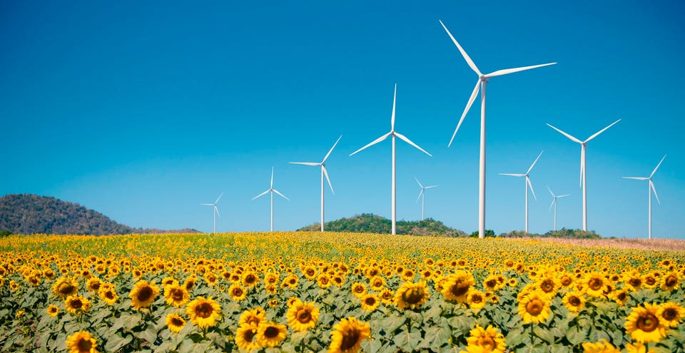 Wind turbines in a sunflower field set against a blue sky.