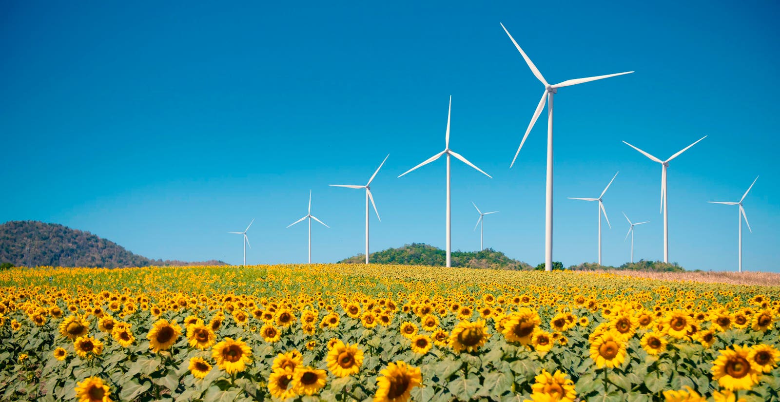 The Hidden Wildlife Challenge Of The Renewable Energy Boom