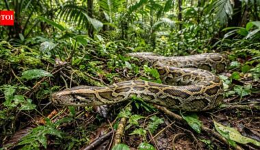 In 1992, Hurricane Andrew may have helped giant Burmese pythons spread across Florida's Everglades, creating one of America's worst invasive species crises | World News