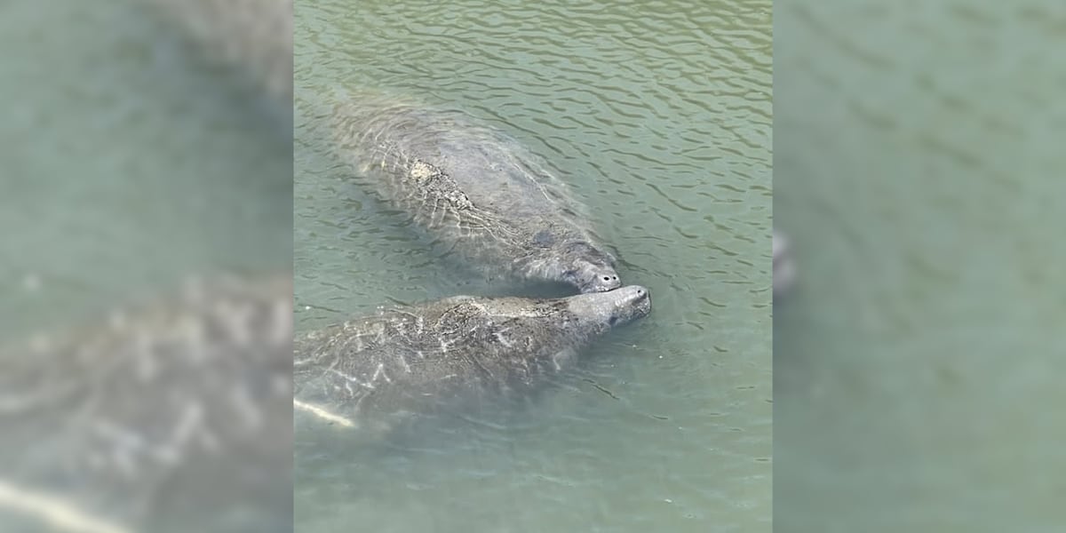 Manatee sightings reported off South Carolina coast
