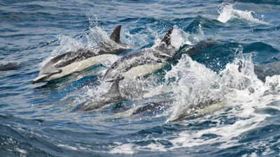 California’s ocean is up to 4°C hotter than normal; whales are disappearing, pelicans are starving and sharks are moving closer