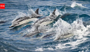 California’s ocean is up to 4°C hotter than normal; whales are disappearing, pelicans are starving and sharks are moving closer