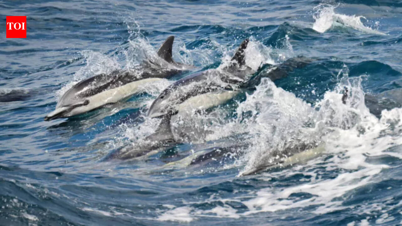 California’s ocean is up to 4°C hotter than normal; whales are disappearing, pelicans are starving and sharks are moving closer