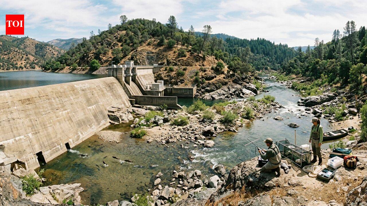 This California river once carried thousands of salmon every year. A 1942 dam changed it forever, and scientists are still trying to bring them back | World News