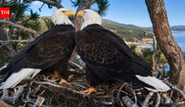 Bald eagle couple Jackie and Shadow's viral livestream raised $10 million to save their California forest home from luxury development | World News