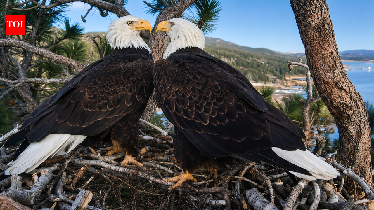 Bald eagle couple Jackie and Shadow's viral livestream raised $10 million to save their California forest home from luxury development | World News