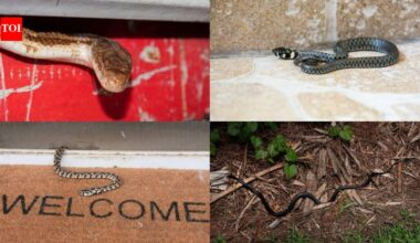 Monsoon Alert: 6 Signs there might be a snake near your home