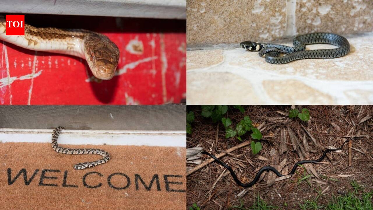 Monsoon Alert: 6 Signs there might be a snake near your home