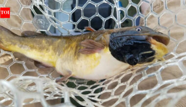 Anglers had been reporting black skin patches among catfish in Vermont lake. Now scientists have found it's a contagious cancer affecting 30% of their population |