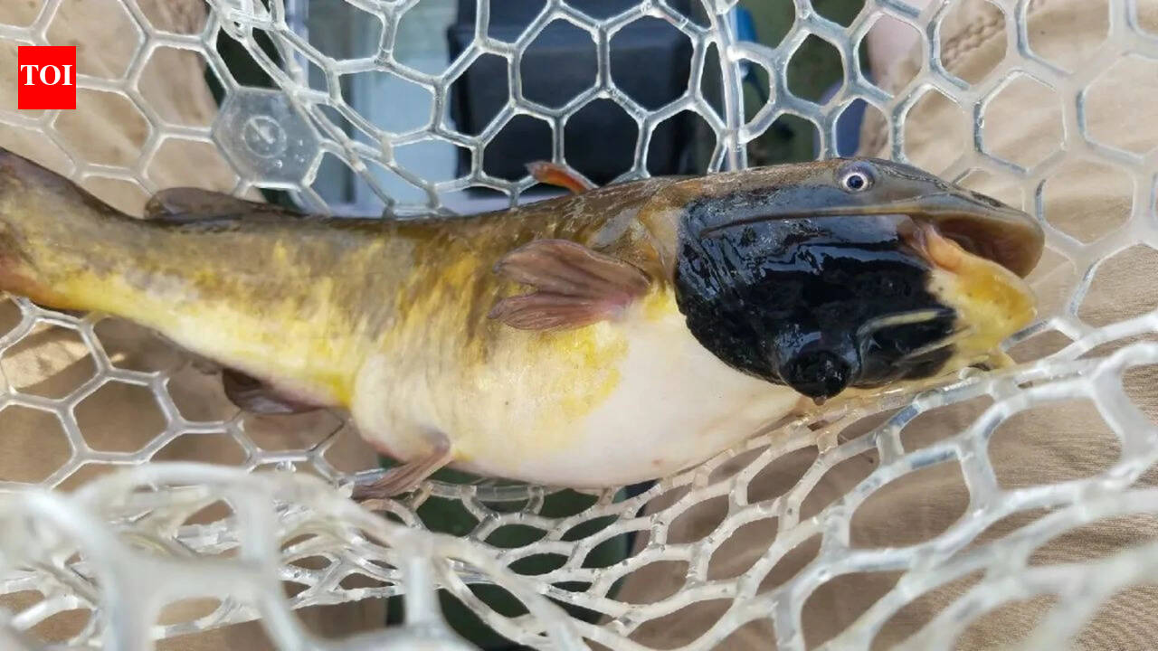 Anglers had been reporting black skin patches among catfish in Vermont lake. Now scientists have found it's a contagious cancer affecting 30% of their population |